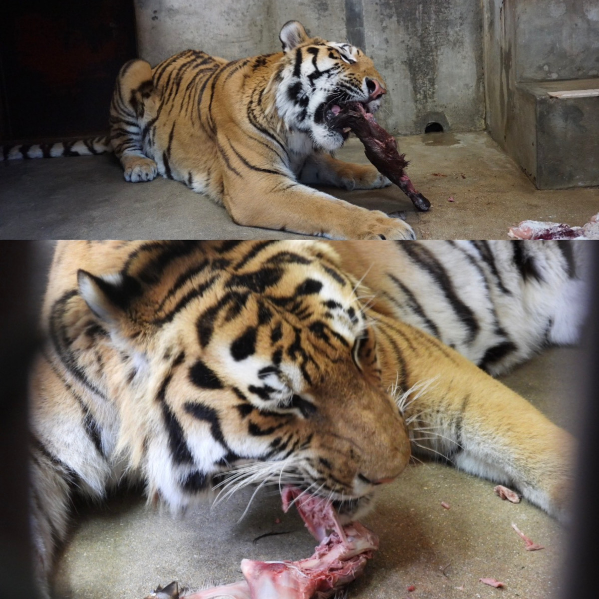 福岡市動植物園
アムールトラ